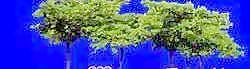 多棵及樹群087——植物素材
