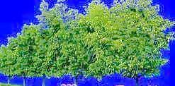 多棵及樹(shù)群073——植物素材