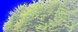 多棵及樹(shù)群071——植物素材