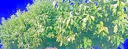 多棵及樹群064——植物素材