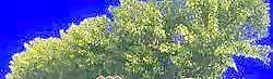 多棵及樹(shù)群061——植物素材