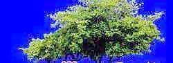 多棵及樹群055——植物素材