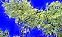 多棵及樹群027——植物素材