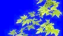 半棵及近景樹(shù)186、前景樹(shù)001——植物素材