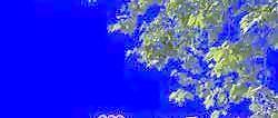 半棵及近景樹(shù)131、前景樹(shù)001——植物素材