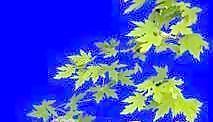 半棵及近景樹(shù)127、前景樹(shù)001——植物素材