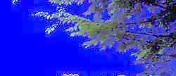半棵及近景樹125、前景樹001——植物素材