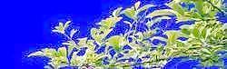 半棵及近景樹(shù)102、前景樹(shù)001——植物素材