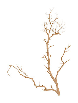 死树的树枝
