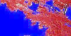 半棵及近景樹066、前景樹001——植物素材