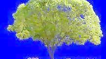 針葉樹097——植物素材