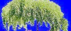 針葉樹077——植物素材