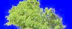 針葉樹074——植物素材