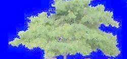 針葉樹064——植物素材