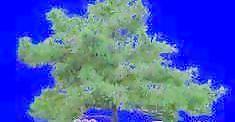針葉樹068——植物素材