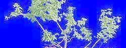 針葉樹058——植物素材