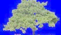 針葉樹030——植物素材