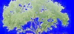 針葉樹028——植物素材