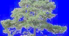 針葉樹019——植物素材