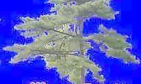 針葉樹018——植物素材