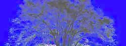 針葉樹003——植物素材