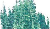 松柏 145——植物素材