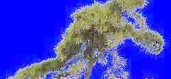 針葉樹004——植物素材