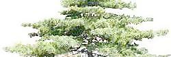 松柏 130——植物素材