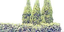 松柏 119——植物素材