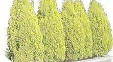 松柏 120——植物素材