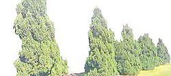松柏 111——植物素材