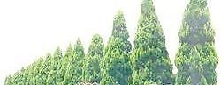 松柏 107——植物素材
