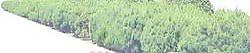 松柏 112——植物素材