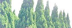 松柏 108——植物素材