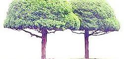 松柏 103——植物素材