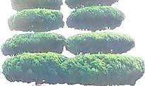 松柏 101——植物素材