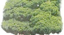 松柏 086——植物素材