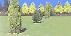 松柏 030——植物素材