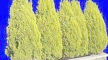 松柏 023——植物素材