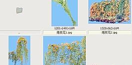 炮仗花-滕本類——植物素材