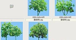 面包树-果树-灌木类——植物素材