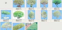 四季桂花-芳香-灌木类——植物素材