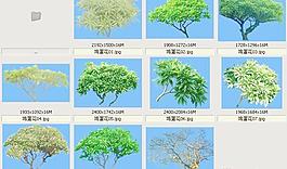 鸡蛋花-芳香-灌木类——植物素材