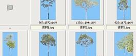 喜樹——植物素材