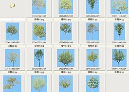 梧桐——植物素材