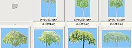 龍爪槐——植物素材