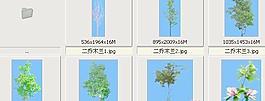 二喬木蘭——植物素材