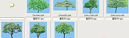 重陽木——植物素材