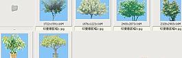 印度橡膠榕——植物素材