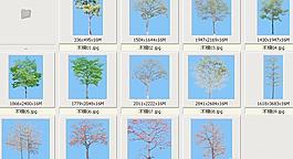 木棉——植物素材